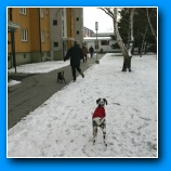 [zum Vergr��ern anklicken]
